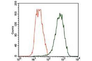 Flow cytometric analysis of Hela cells using TUBB2A mouse mAb (green) and negative control (red). (TUBB2A 抗体  (AA 25-187))