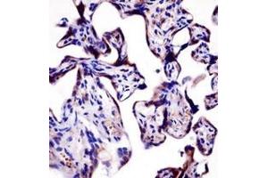 Immunohistochemistry analysis in formalin fixed and paraffin embedded human placenta tissue reacted with AP52299PU-N, which was peroxidase conjugated to the secondary antibody and followed by DAB staining. (KCNA2 抗体  (C-Term))