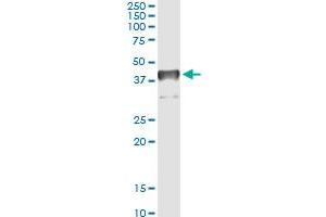 Immunoprecipitation of TCEA3 transfected lysate using anti-TCEA3 monoclonal antibody and Protein A Magnetic Bead , and immunoblotted with TCEA3 MaxPab rabbit polyclonal antibody. (TCEA3 抗体  (AA 1-348))