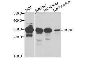 Western blot analysis of extracts of various cell lines, using BSND antibody. (BSND 抗体  (AA 54-320))