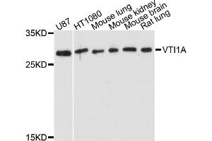 Western blot analysis of extracts of various cell lines, using VTI1A antibody. (VTI1A 抗体)