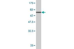Western Blot detection against Immunogen (70. (CTH 抗体  (AA 1-405))