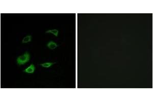 Immunofluorescence analysis of HepG2 cells, using Cyclosome 1 Antibody. (APC1 抗体  (AA 1311-1360))