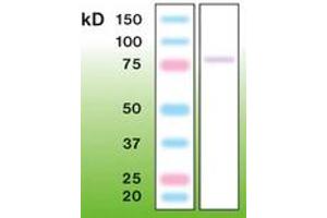 Image no. 1 for anti-Protein Kinase C, gamma (PRKCG) antibody (ABIN342480) (PKC gamma 抗体)