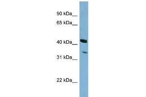 WB Suggested Anti-PEX26 Antibody Titration: 0. (PEX26 抗体  (N-Term))