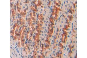 Used in DAB staining on fromalin fixed paraffin- embedded stomach tissue (OS9 抗体  (AA 465-666))