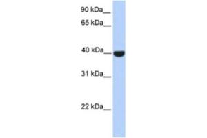 Western Blotting (WB) image for anti-ELK1, Member of ETS Oncogene Family (ELK1) antibody (ABIN2460195) (ELK1 抗体)
