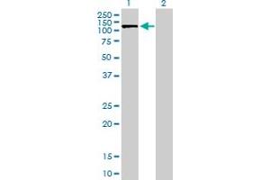 Western Blot analysis of SLC4A1AP expression in transfected 293T cell line by SLC4A1AP MaxPab polyclonal antibody. (NADAP 抗体  (AA 1-796))