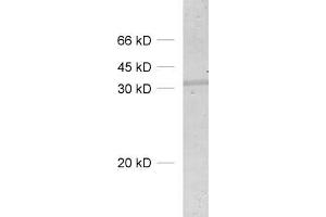 dilution: 1 : 500, sample: lung homogenate (SDCBP 抗体)