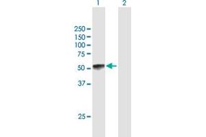 Western Blot analysis of KLF15 expression in transfected 293T cell line by KLF15 MaxPab polyclonal antibody. (KLF15 抗体  (AA 1-416))
