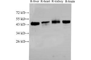 Western Blot analysis of Rat liver, Rat heart,Rat kidney and Rat brain using BSG Polyclonal Antibody at dilution of 1:2000 (CD147 抗体)