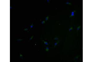 Immunofluorescence staining of Hela cells with ABIN7162187 at 1:100, counter-stained with DAPI. (OR5H6 抗体  (AA 277-292))