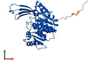 Protein Structure (PS) image for Ribokinase (RBKS) (AA 1-322) protein (His tag) (ABIN7551181)