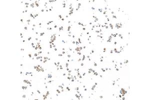 Immunocytochemistry (ICC) image for anti-Epidermal Growth Factor Receptor (EGFR) (C-Term) antibody (ABIN7795642)