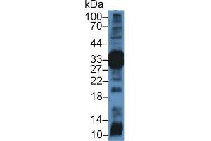 Western Blot; Sample: Rat Pancreas lysate; Primary Ab: 2µg/mL Rabbit Anti-Mouse ELA4 Antibody Second Ab: 0. (Elastase 4 抗体  (AA 30-268))