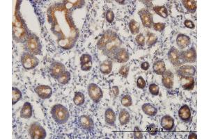 Immunoperoxidase of monoclonal antibody to C21orf33 on formalin-fixed paraffin-embedded human small Intestine. (C21orf33 抗体  (AA 188-268))