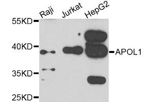 Western blot analysis of extracts of various cells, using APOL1 antibody. (APOL1 抗体)