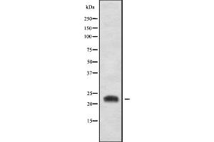 Western blot analysis of CD300LB using HT-29 whole cell lysates (CD300LB 抗体  (C-Term))