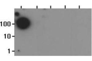 Dot Blot (DB) image for anti-Histone 3 (H3) (H3K37me) antibody (ABIN5706766)
