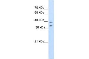 Western Blotting (WB) image for anti-Basic Leucine Zipper Nuclear Factor 1 (BLZF1) antibody (ABIN2461703) (BLZF1 抗体)