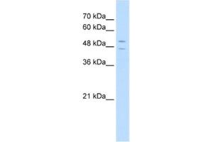 Western Blotting (WB) image for anti-STEAP Family Member 3, Metalloreductase (STEAP3) antibody (ABIN2462709) (STEAP3 抗体)