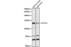Western blot analysis of extracts of various cell lines, using CLSTN1 antibody (ABIN6292389) at 1:1000 dilution. (Calsyntenin 1 抗体)