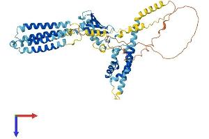 VANGL2 Protein (AA 1-521) (His tag)