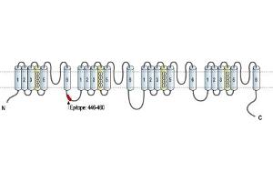 Representative domain view of the target of ABIN7043647.