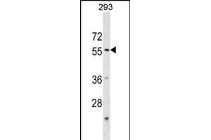 KATNA1 Antibody (N-term) (ABIN1539482 and ABIN2850221) western blot analysis in 293 cell line lysates (35 μg/lane). (KATNA1 抗体  (N-Term))