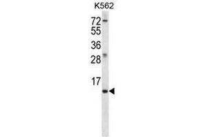 MEIG1 Antibody (Center) western blot analysis in K562 cell line lysates (35µg/lane).