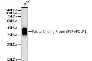 Western blot analysis of extracts of HeLa cells, using Folate Binding Protein(FBP) / FOLR1 antibody (ABIN7267223) at 1:1000 dilution. (FOLR1 抗体)