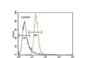 PRK (Thr172) Antibody (Center) (ABIN654800 and ABIN2844475) flow cytometric analysis of K562 cells (right histogram) compared to a negative control cell (left histogram). (PRKAA2 抗体  (Thr172))