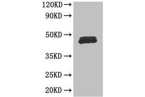 Western Blot Positive WB detected in: Mouse thymus tissue All lanes: FOXP3 antibody at 3 μg/mL Secondary Goat polyclonal to rabbit IgG at 1/50000 dilution Predicted band size: 48, 44, 50, 45 kDa Observed band size: 48 kDa (FOXP3 抗体  (AA 1-260))