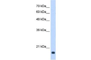 GADD45B antibody used at 0. (GADD45B 抗体  (Middle Region))