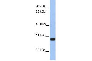 WB Suggested Anti-PAOX Antibody Titration: 0. (PAOX 抗体  (C-Term))