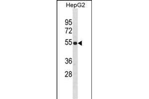 ZN Antibody (Center) (ABIN1882013 and ABIN2838596) western blot analysis in HepG2 cell line lysates (35 μg/lane). (ZNF101 抗体  (AA 122-148))