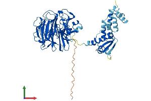 AlphaFold protein structure predicition of Human Recombinant RCBTB2 Protein, UniprotID O95199