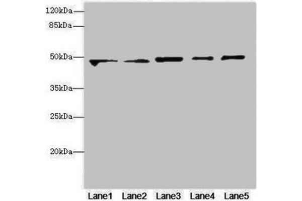 VPS4A antibody  (AA 1-120)