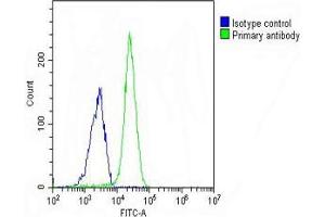 Overlay histogram showing A549 cells stained with (ABIN654691 and ABIN2844383) (green line). (NKX2-1 抗体  (N-Term))