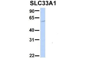 Host:  Rabbit  Target Name:  EGFL8  Sample Type:  Hela  Antibody Dilution:  1. (SLC33A1 抗体  (Middle Region))