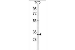 Western blot analysis of TSPAN33 Antibody in T47D cell line lysates (35ug/lane) (TSPAN33 抗体  (C-Term))
