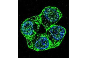 Confocal immunofluorescent analysis of PCDHA8 Antibody (C-term) (ABIN655960 and ABIN2845346) with ZR-75-1 cell followed by Alexa Fluor 488-conjugated goat anti-rabbit lgG (green). (PCDHa8 抗体  (C-Term))