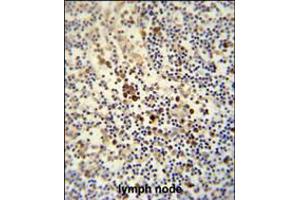 LY6G6C antibody immunohistochemistry analysis in formalin fixed and paraffin embedded human lymph node followed by peroxidase conjugation of the secondary antibody and DAB staining. (LY6G6C 抗体  (C-Term))