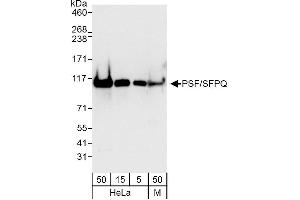 Western Blotting (WB) image for anti-Splicing Factor Proline/glutamine-Ric (SFPQ) (AA 657-707) antibody (ABIN7454737) (SFPQ 抗体  (AA 657-707))