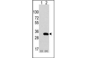 Western blot analysis of CLIC4 (arrow) using rabbit polyclonal CLIC4 Antibody. (CLIC4 抗体)