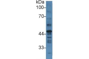 Western Blot; Sample: Human Placenta lysate; Primary Ab: 3µg/ml Rabbit Anti-Human PAI2 Antibody Second Ab: 0. (SERPINB2 抗体  (AA 170-393))