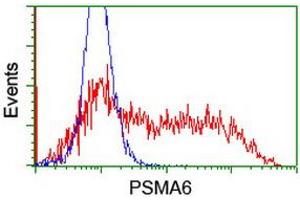 Image no. 14 for anti-Proteasome Subunit alpha 6 (PSMA6) antibody (ABIN1500464) (PSMA6 抗体)