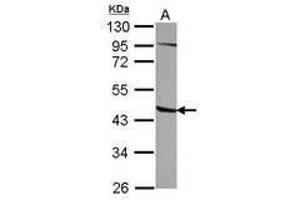 Image no. 1 for anti-1-Acylglycerol-3-Phosphate O-Acyltransferase 5 (Lysophosphatidic Acid Acyltransferase, Epsilon) (AGPAT5) (AA 45-264) antibody (ABIN1496496) (AGPAT5 抗体  (AA 45-264))