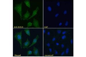 Immunofluorescence (IF) image for anti-Wingless-Type MMTV Integration Site Family, Member 4 (WNT4) (Internal Region) antibody (ABIN184715)