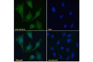 ABIN184715 Immunofluorescence analysis of paraformaldehyde fixed HeLa cells, permeabilized with 0. (WNT4 抗体  (Internal Region))